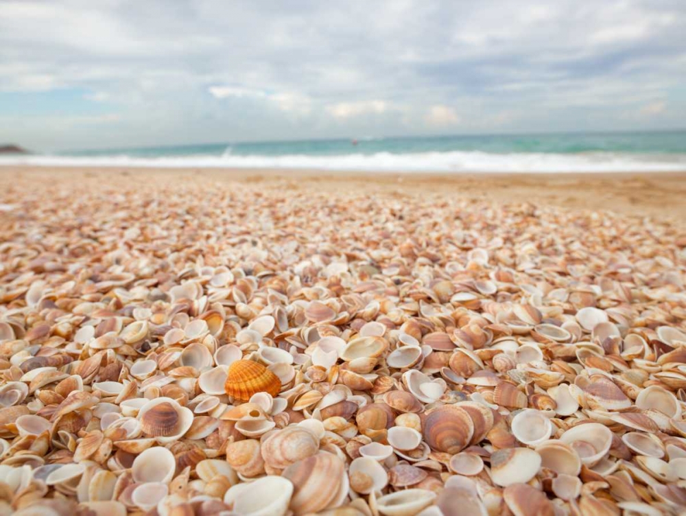 Sea shells on the beach art print by Assaf Frank for $57.95 CAD