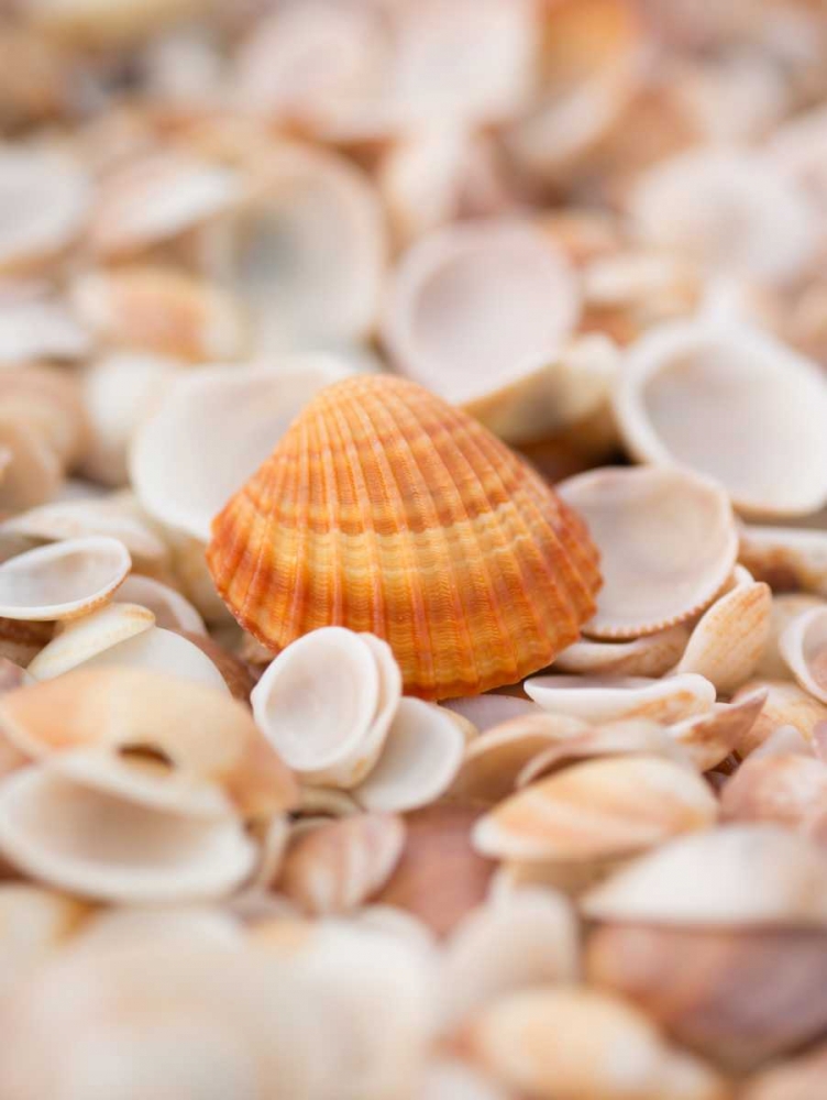 Sea shells on the beach art print by Assaf Frank for $57.95 CAD