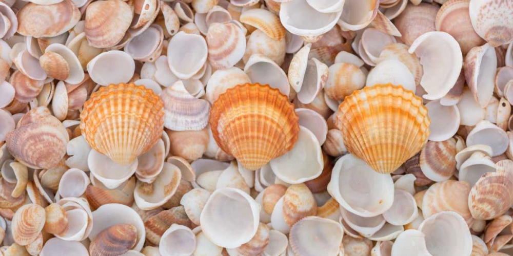 Sea shells on the beach art print by Assaf Frank for $57.95 CAD