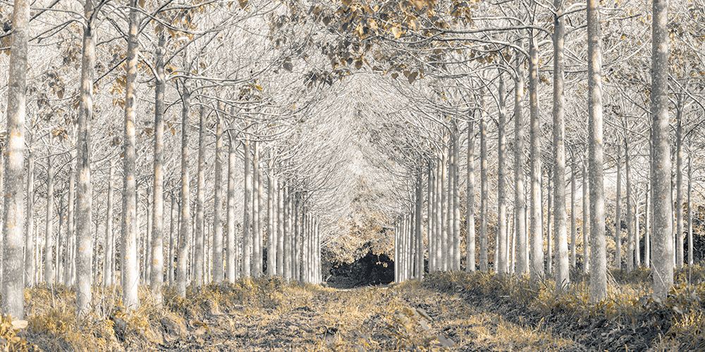 Golden path panorama art print by Assaf Frank for $57.95 CAD