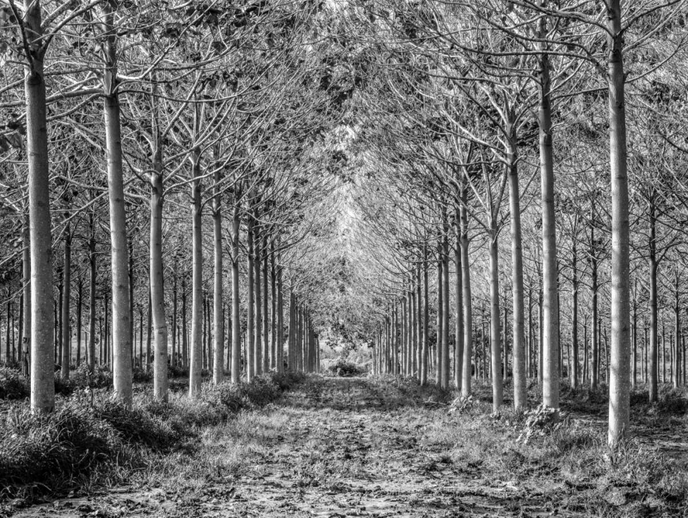 Pathway through trees in forest art print by Assaf Frank for $57.95 CAD