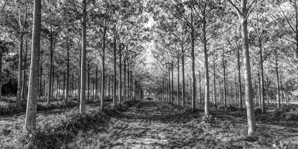 Pathway through trees in forest art print by Assaf Frank for $57.95 CAD