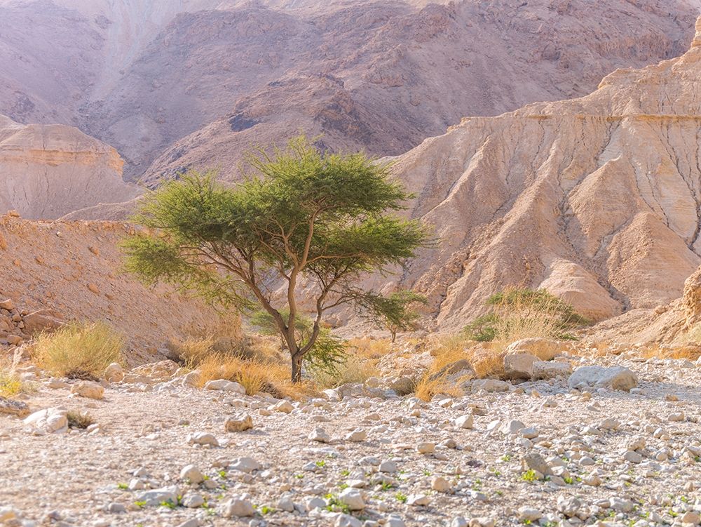 Negev Desert-Israel art print by Assaf Frank for $57.95 CAD