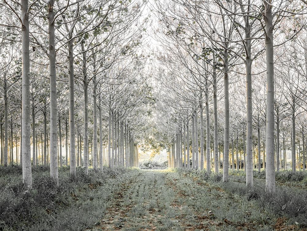 Pathway through trees in forest, FTBR-1833 art print by Assaf Frank for $57.95 CAD