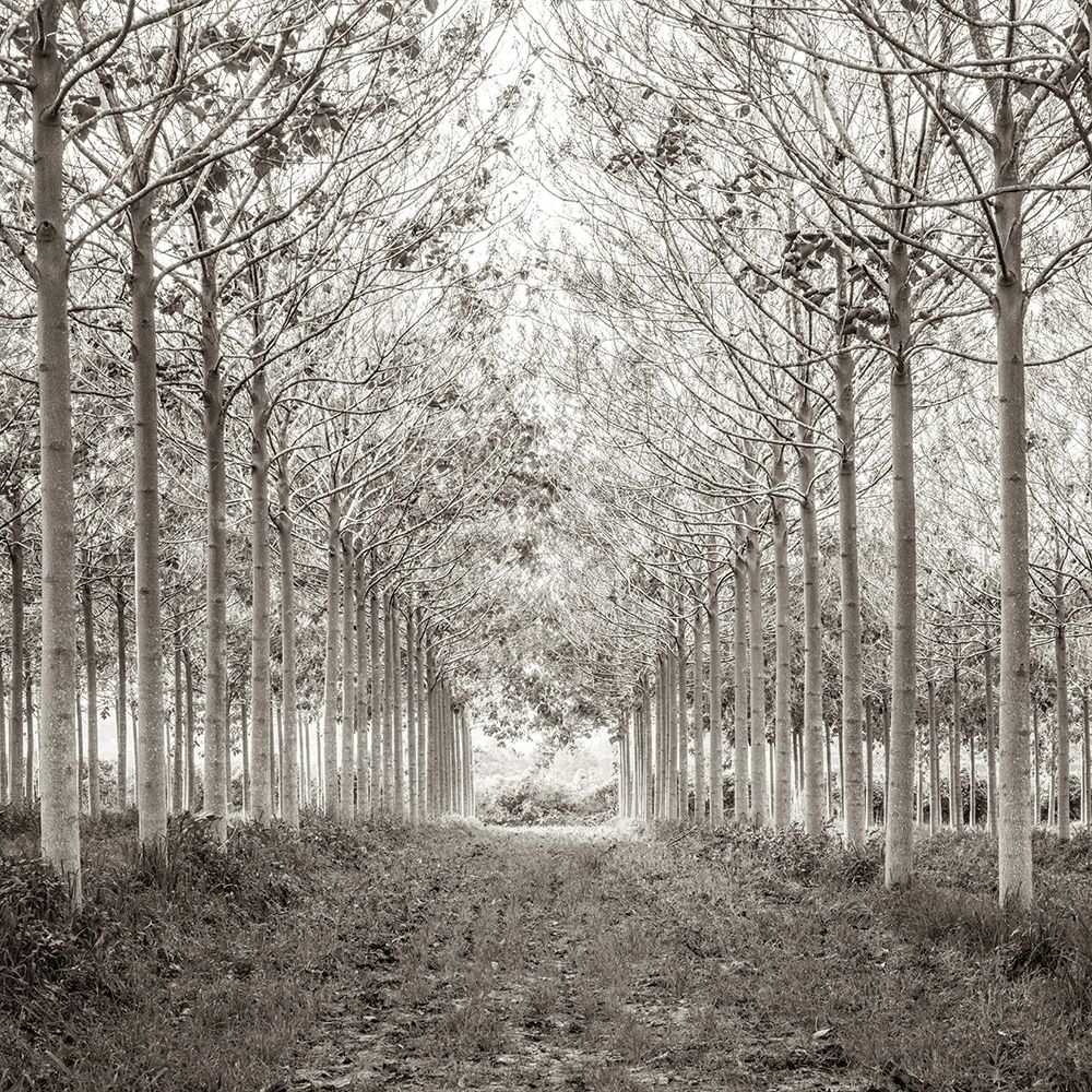 Pathway through trees in forest, FTBR-1815 art print by Assaf Frank for $57.95 CAD
