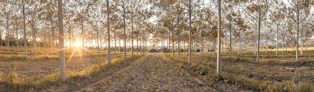 Pathway through trees in forest, FTBR-1834 art print by Assaf Frank for $57.95 CAD