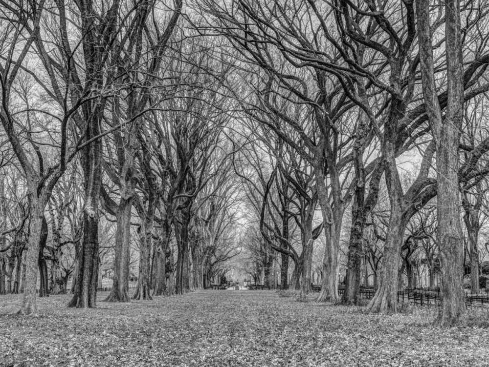 Rows of trees in Central park, New York art print by Assaf Frank for $57.95 CAD