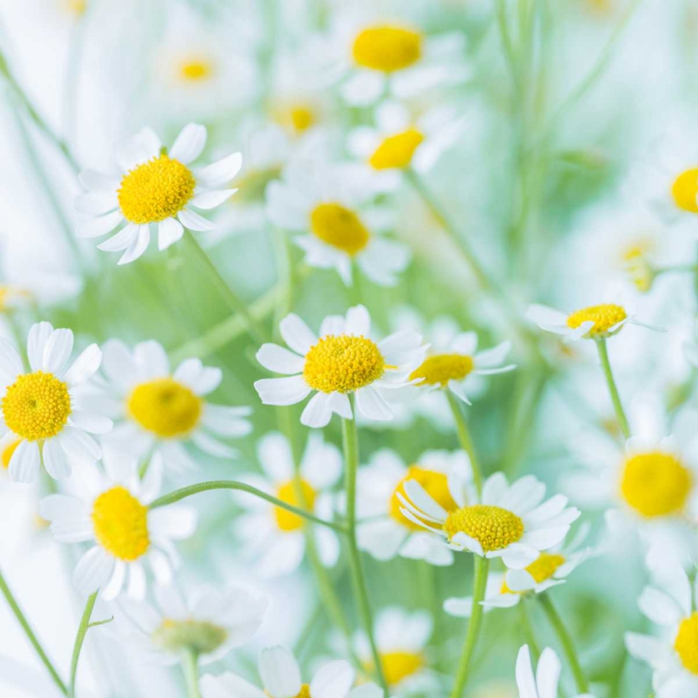 White Daisies in studio art print by Assaf Frank for $57.95 CAD