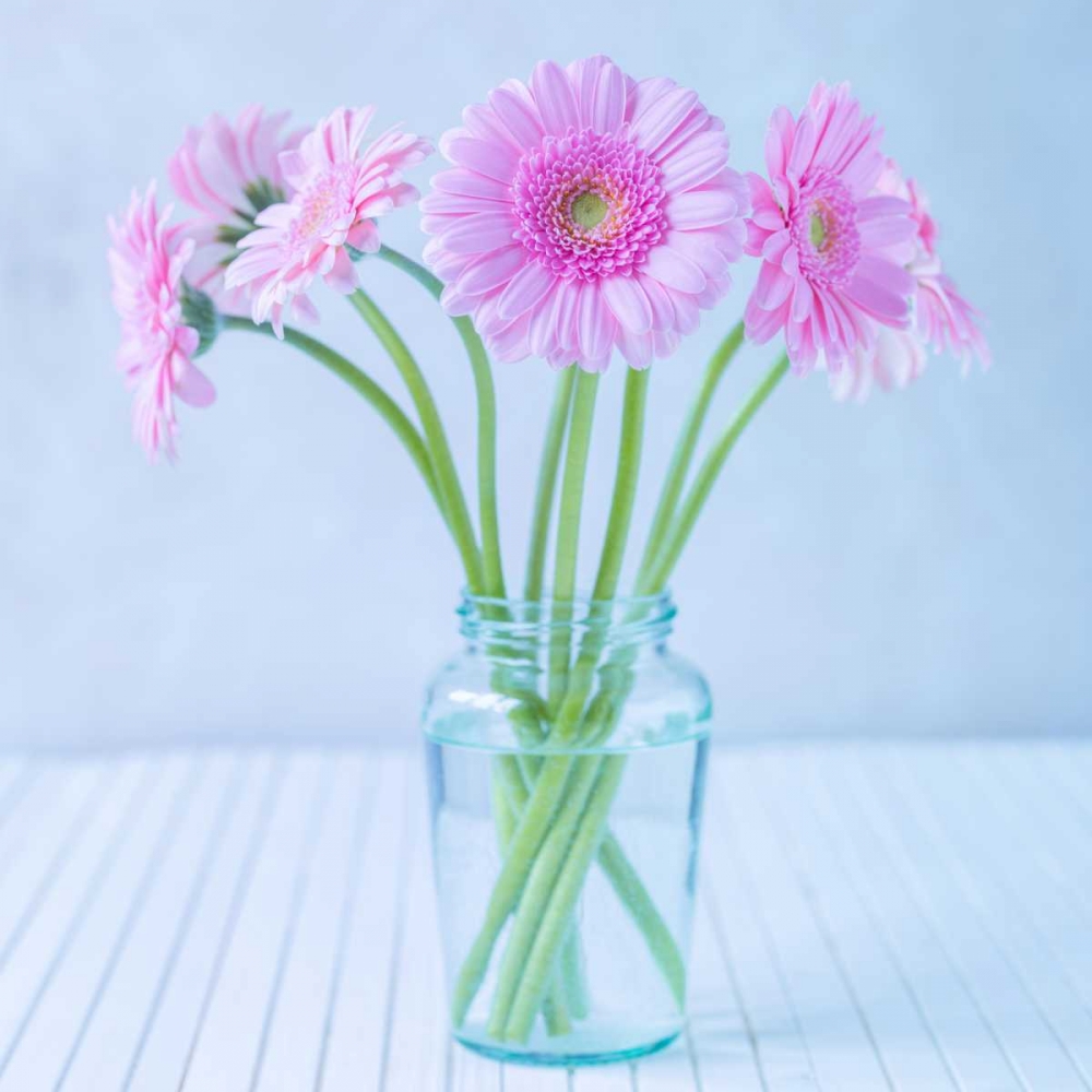 White Daisies in studio art print by Assaf Frank for $57.95 CAD