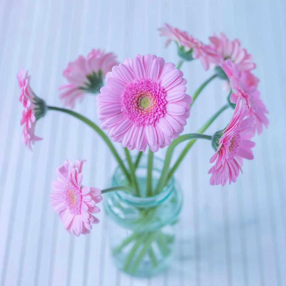White Daisies in studio art print by Assaf Frank for $57.95 CAD