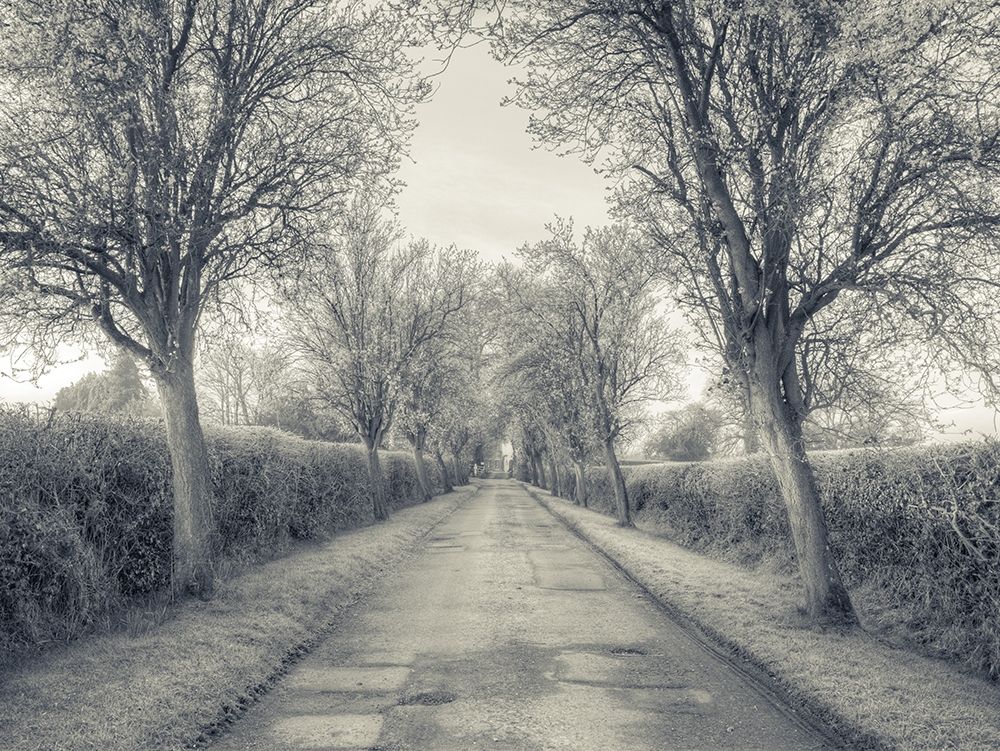 Road through trees, FTBR-1911 art print by Assaf Frank for $57.95 CAD