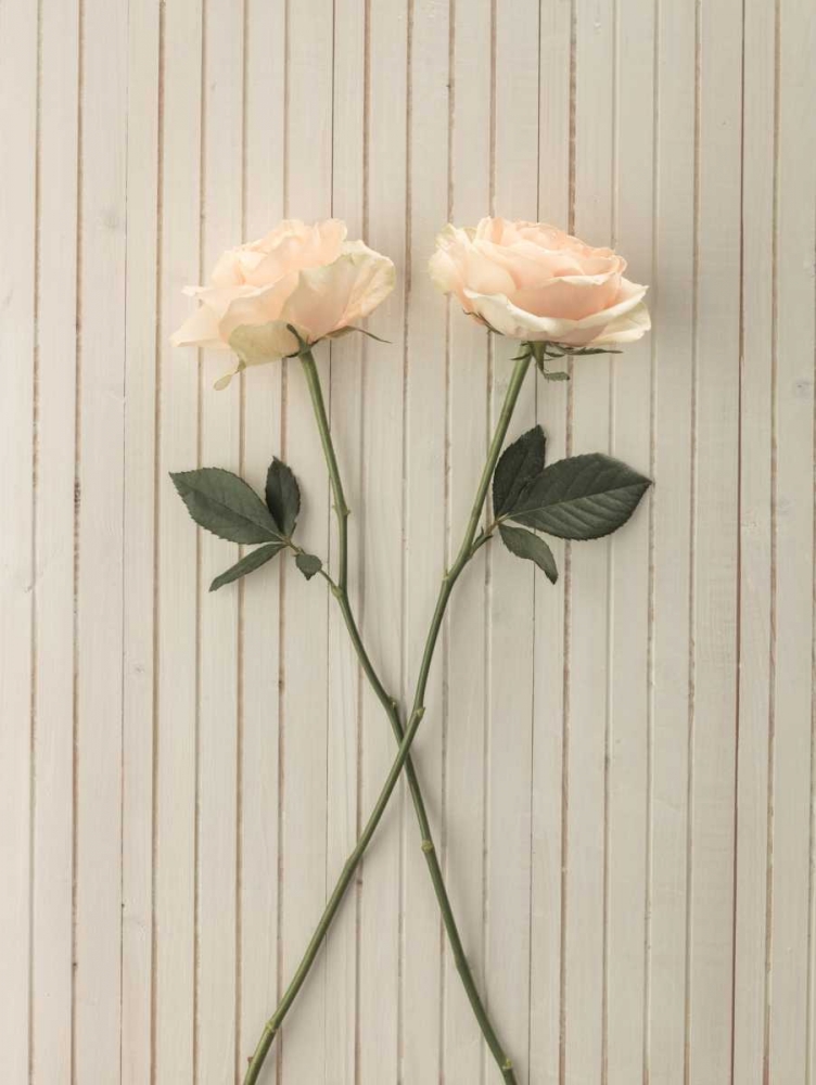 Roses on table art print by Assaf Frank for $57.95 CAD