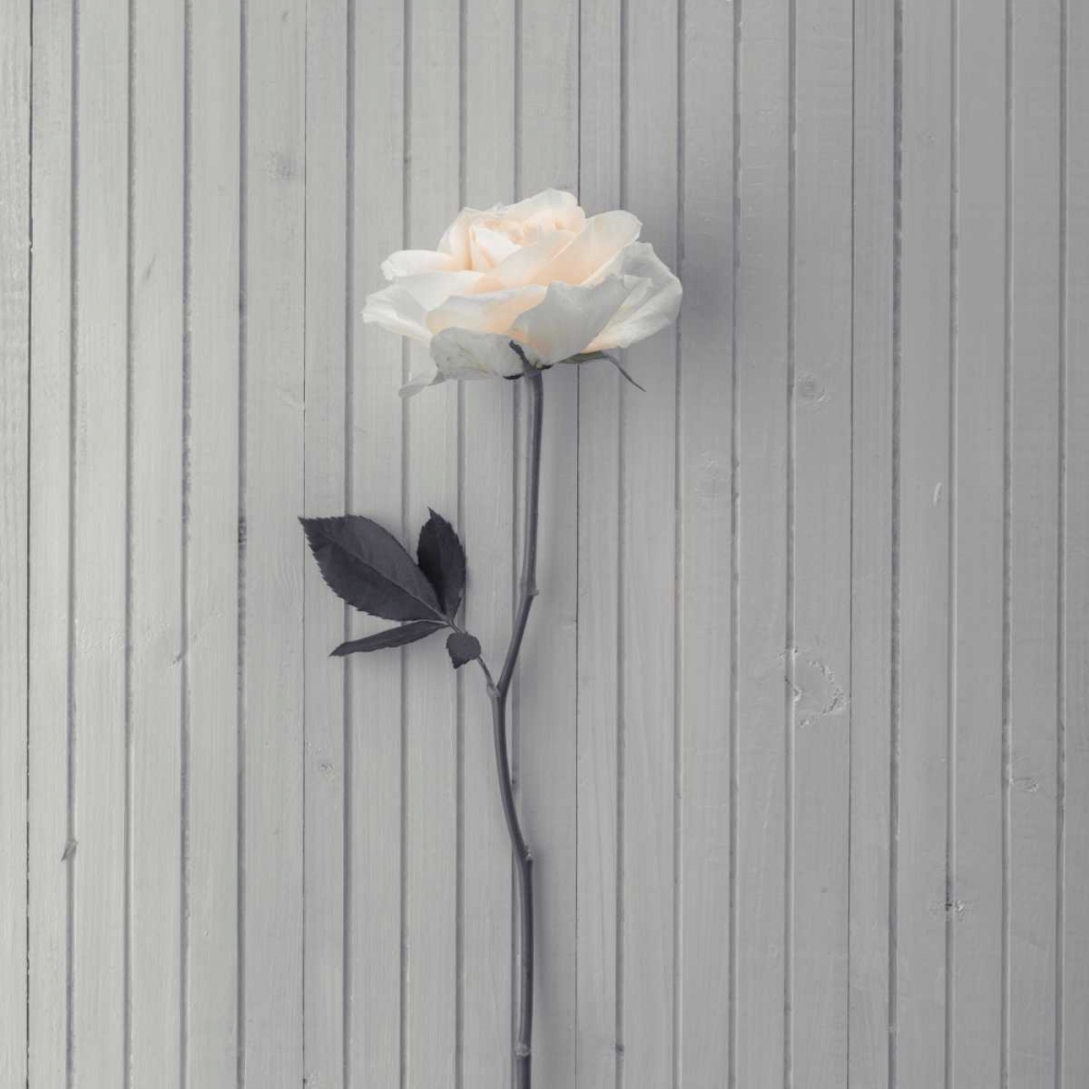 Rose on table art print by Assaf Frank for $57.95 CAD