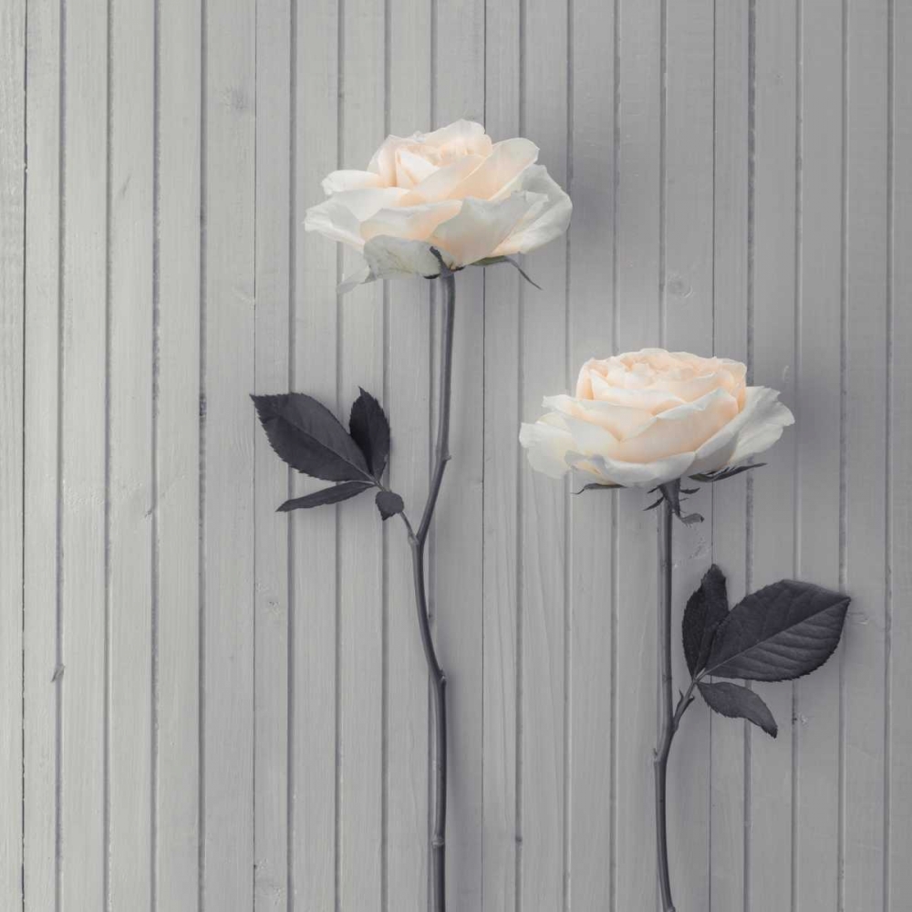 Roses in a row on table art print by Assaf Frank for $57.95 CAD