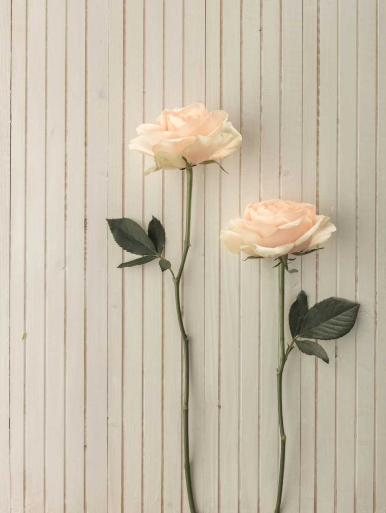 Roses in a row on table art print by Assaf Frank for $57.95 CAD