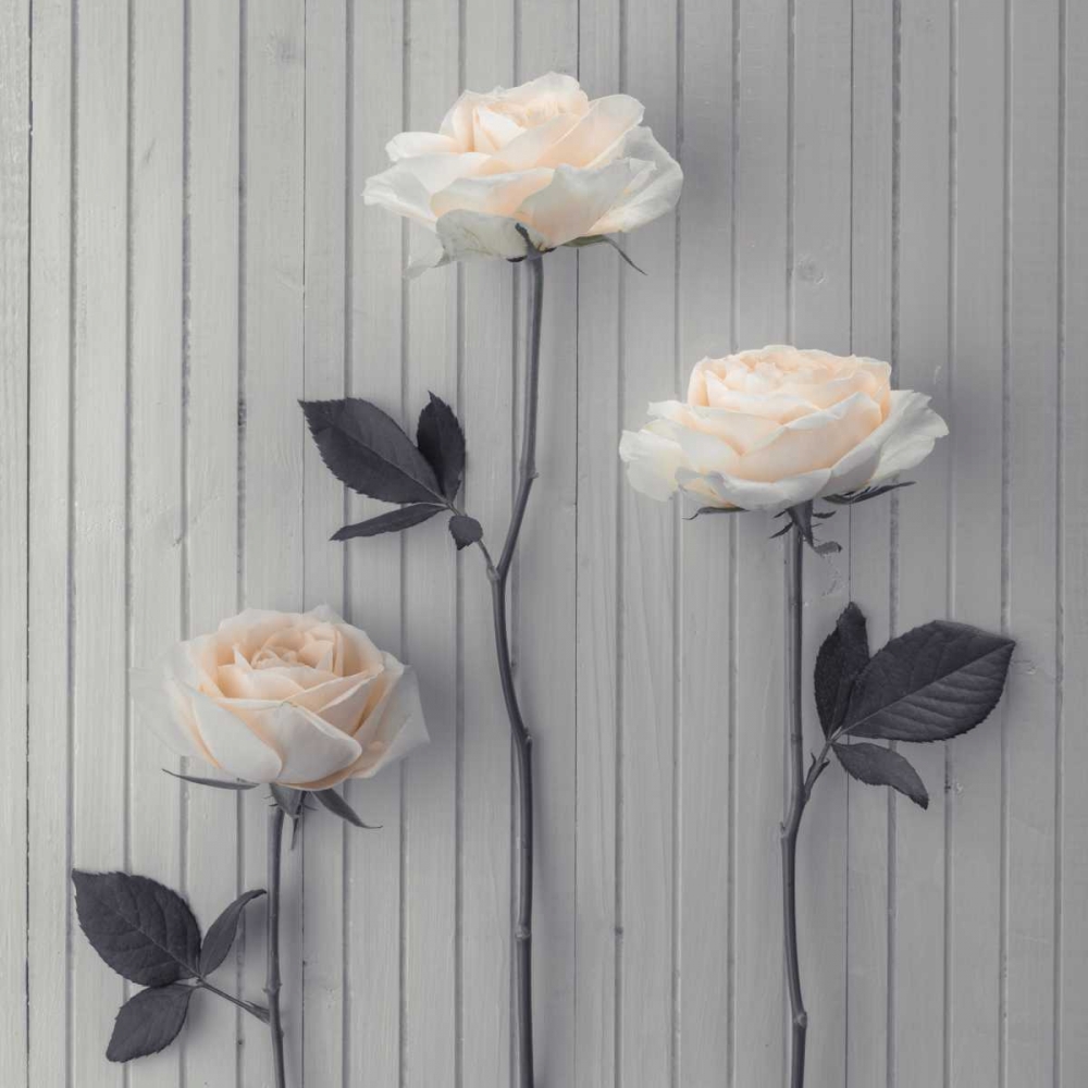 Roses in a row on table art print by Assaf Frank for $57.95 CAD
