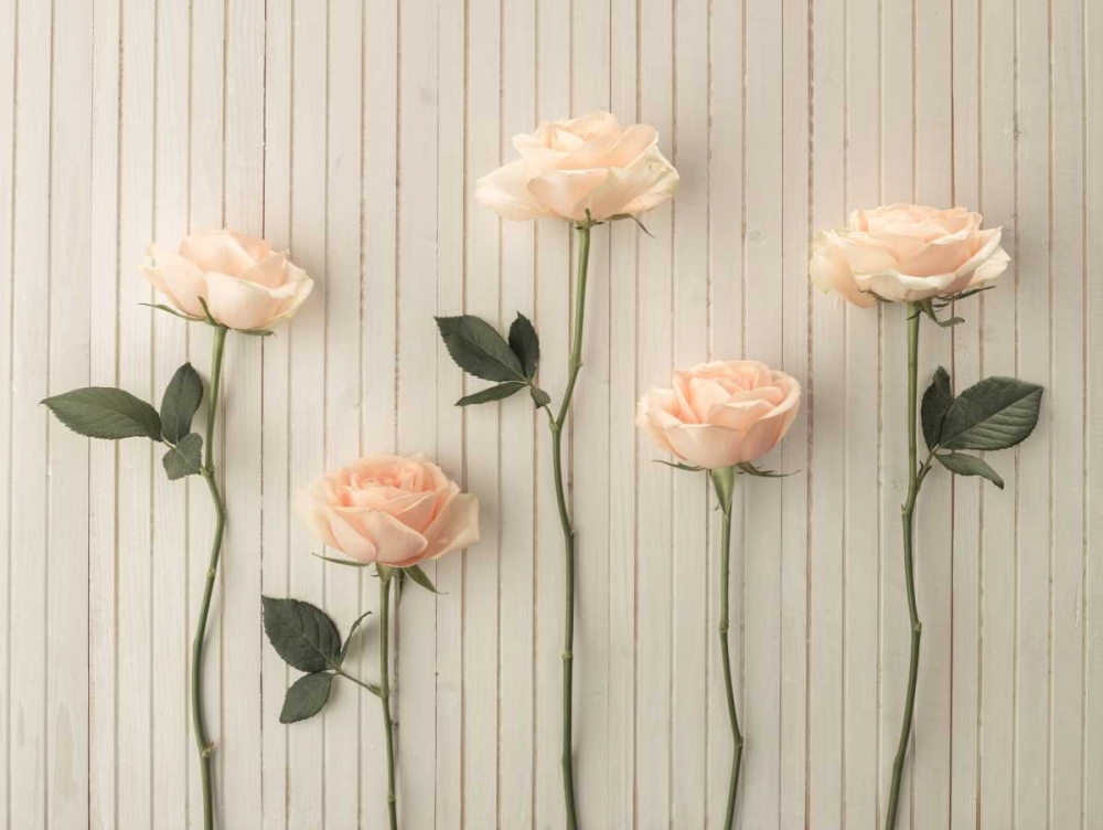 Roses in a row on table art print by Assaf Frank for $57.95 CAD