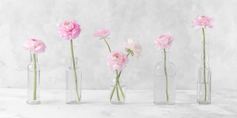 Ranuncuclus flowers in glass bottles art print by Assaf Frank for $57.95 CAD