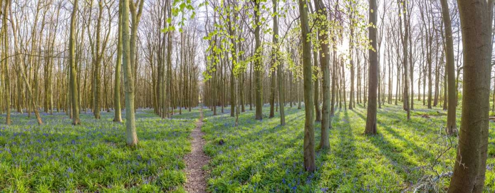 Spring forest with tall trees art print by Assaf Frank for $57.95 CAD