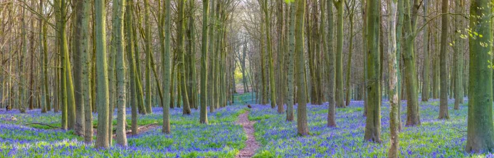 Spring forest with tall trees art print by Assaf Frank for $57.95 CAD