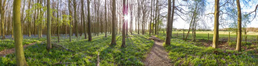 Spring forest with tall trees art print by Assaf Frank for $57.95 CAD