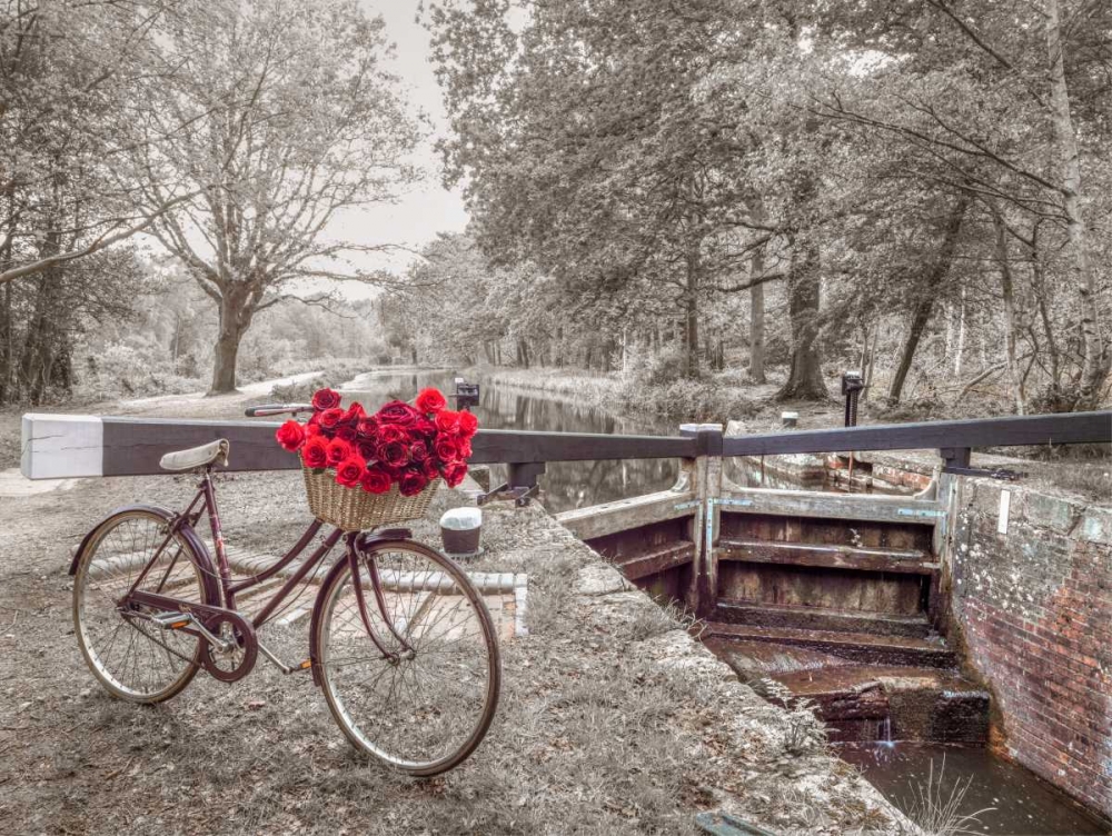 Bicycle with bunch of white roses by the canal art print by Assaf Frank for $57.95 CAD