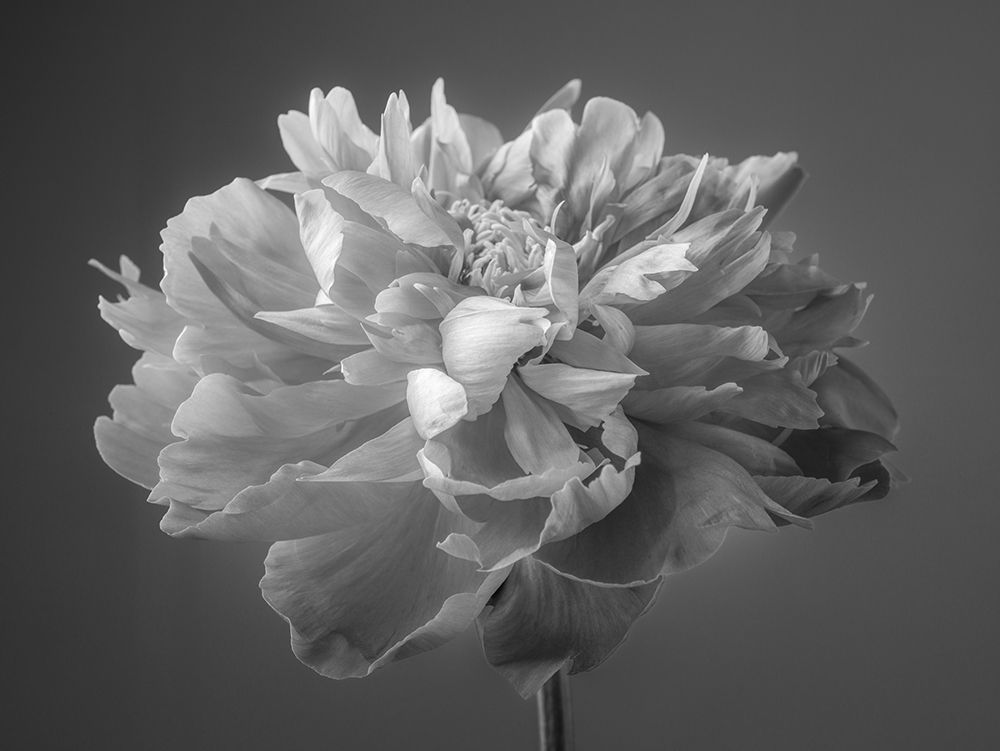Peony flower art print by Assaf Frank for $57.95 CAD