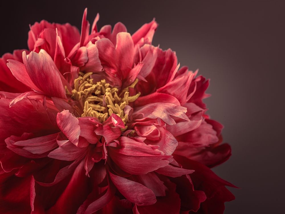 Peony flower art print by Assaf Frank for $57.95 CAD