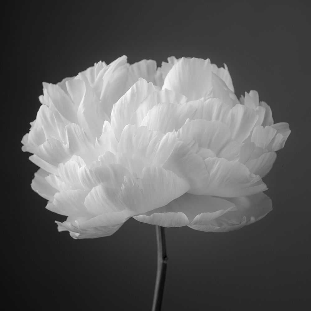 Peony flower art print by Assaf Frank for $57.95 CAD