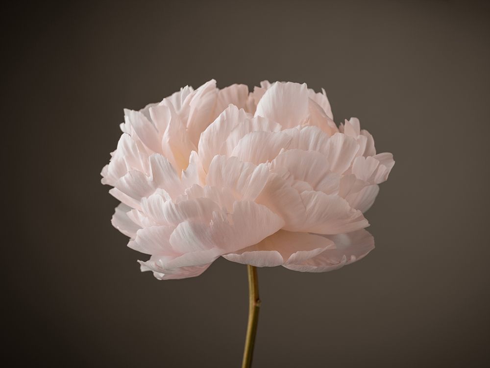 Peony flower art print by Assaf Frank for $57.95 CAD