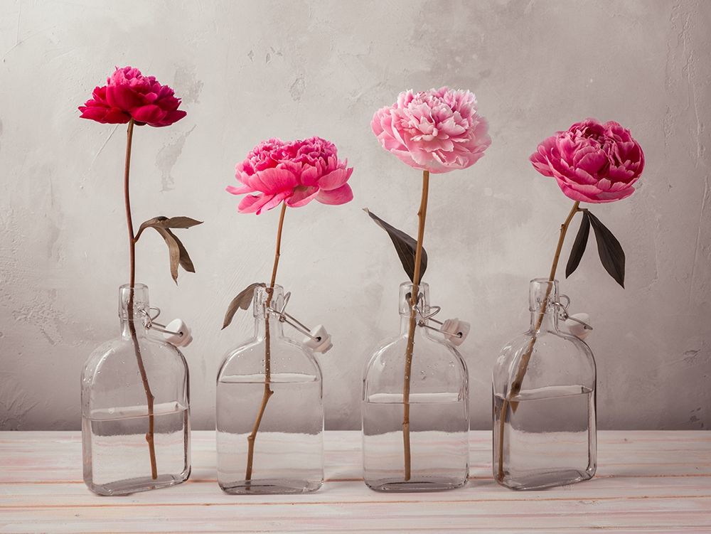 Peonies in glass bottles art print by Assaf Frank for $57.95 CAD