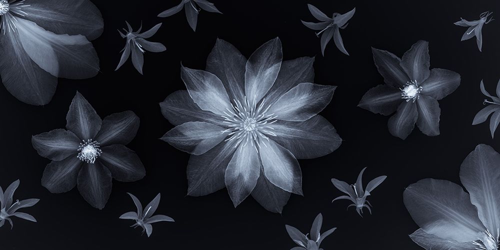 Clematis flowers art print by Assaf Frank for $57.95 CAD