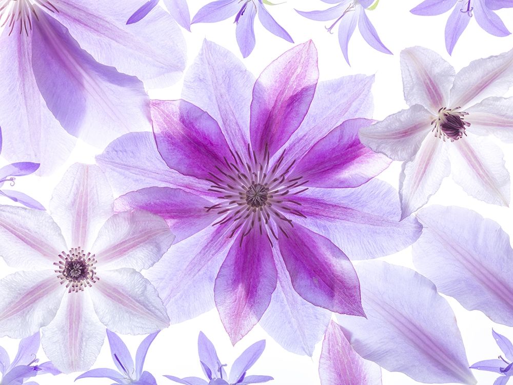 Clematis flowers art print by Assaf Frank for $57.95 CAD
