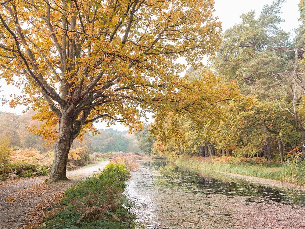 Basingstoke Canal art print by Assaf Frank for $57.95 CAD