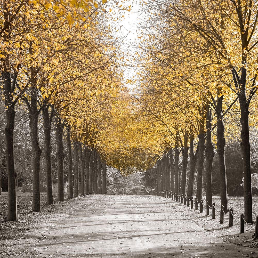 Road through trees art print by Assaf Frank for $57.95 CAD