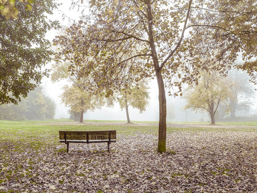 Wooden bench in Autumn forest art print by Assaf Frank for $57.95 CAD