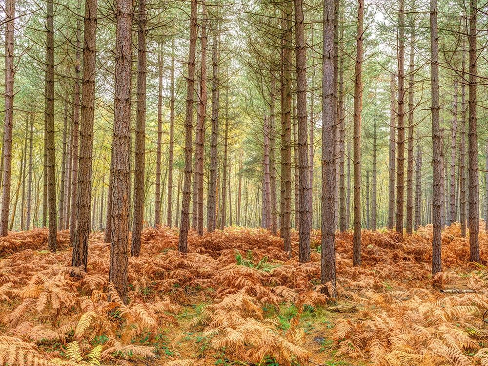 Tall trees in Autumn forest art print by Assaf Frank for $57.95 CAD