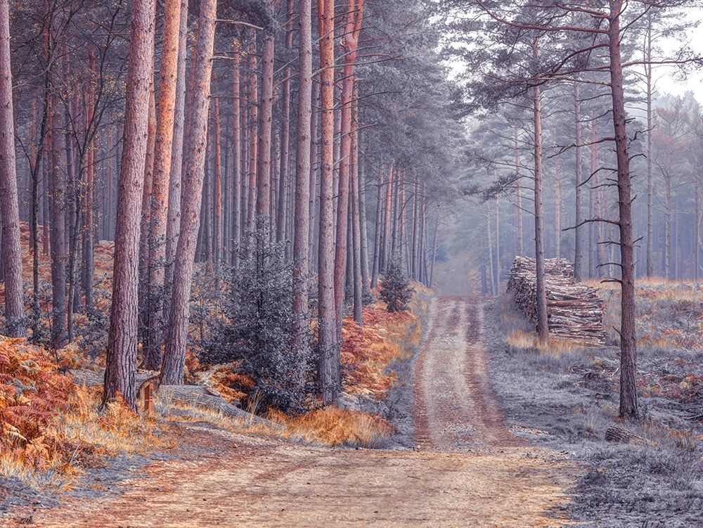 Road through Autumn forest art print by Assaf Frank for $57.95 CAD