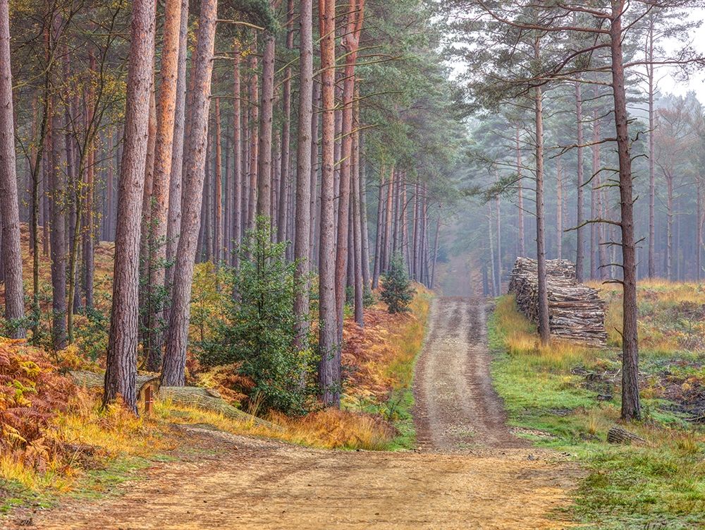 Road through Autumn forest art print by Assaf Frank for $57.95 CAD