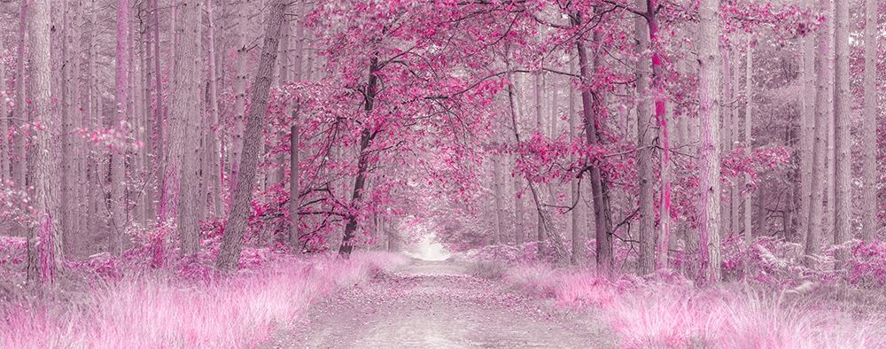 Pathway through Autumn forest, FTBR 1843 art print by Assaf Frank for $57.95 CAD