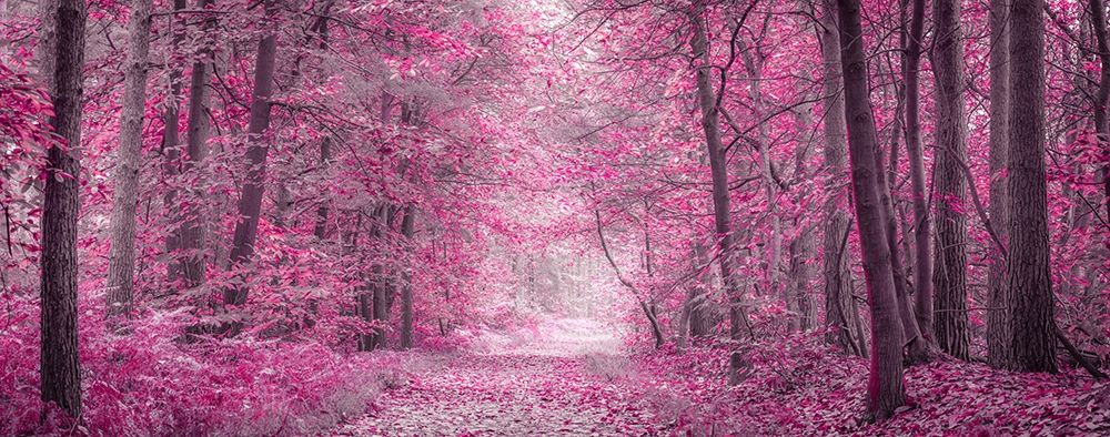 Pathway through Autumn forest art print by Assaf Frank for $57.95 CAD