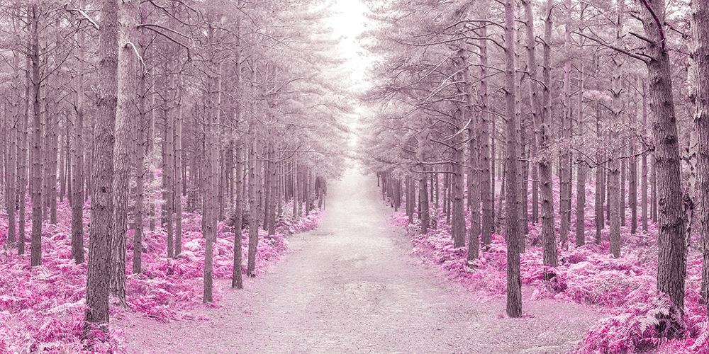 Pathway through Autumn forest, FTBR 1844 art print by Assaf Frank for $57.95 CAD