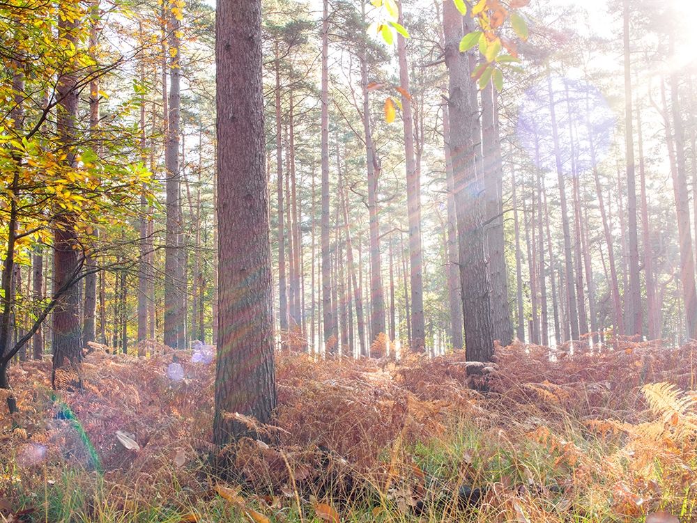 Sun rays in forest art print by Assaf Frank for $57.95 CAD