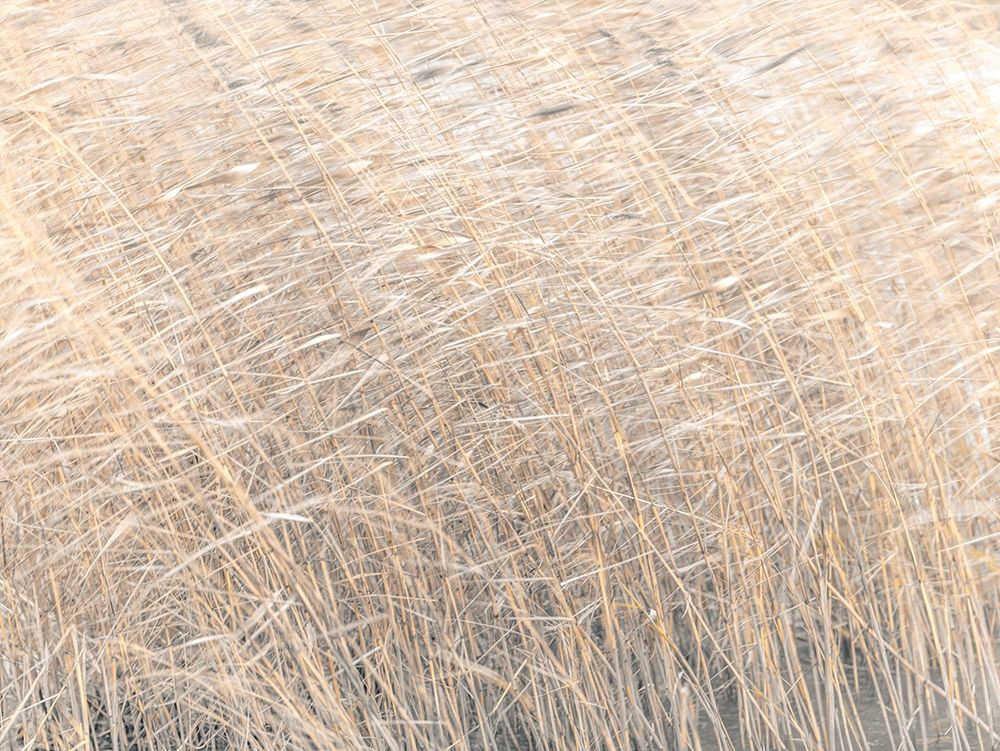 Brown reeds growing in water art print by Assaf Frank for $57.95 CAD