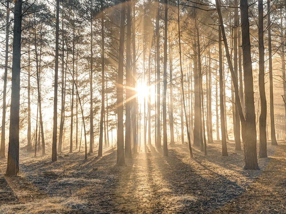 Misty forest with sunrays art print by Assaf Frank for $57.95 CAD