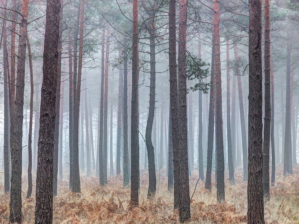 Misty forest with tall trees art print by Assaf Frank for $57.95 CAD