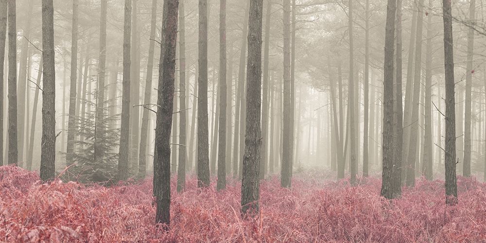 Misty forest with tall trees and foliage, FTBR 1845 art print by Assaf Frank for $57.95 CAD