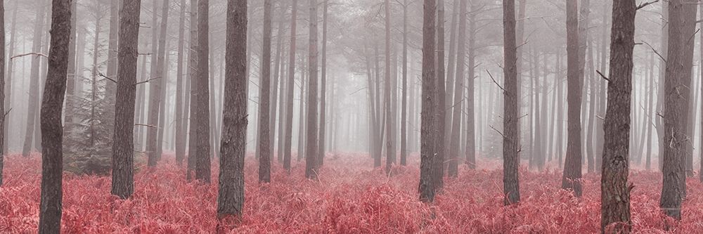 Misty forest with tall trees and foliage, FTBR 1846 art print by Assaf Frank for $57.95 CAD