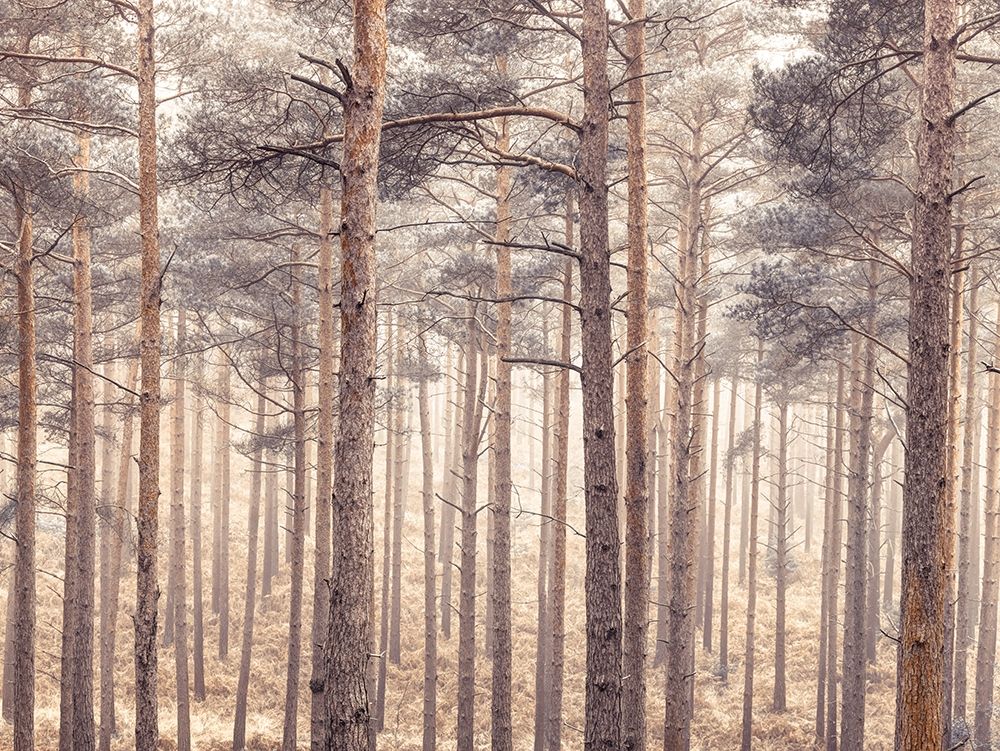 Misty forest with tall trees art print by Assaf Frank for $57.95 CAD