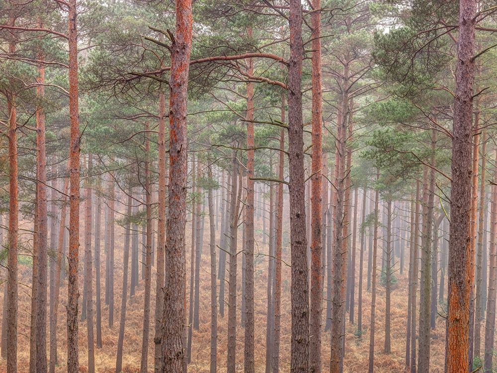 Misty forest with tall trees art print by Assaf Frank for $57.95 CAD